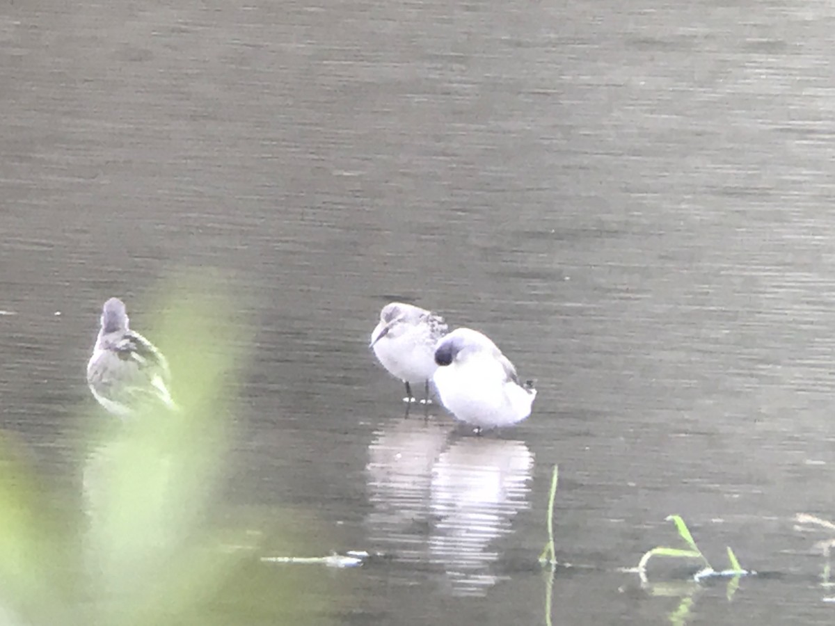 Stilt Sandpiper - ML375365841