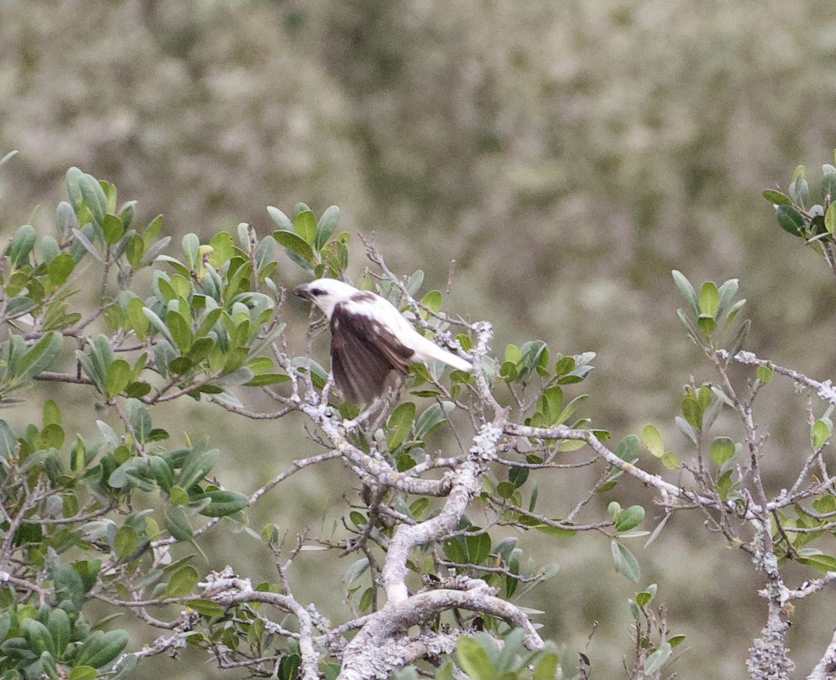 Weißkopf-Bartvogel (senex) - ML375366681