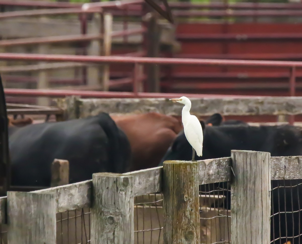 Western Cattle Egret - ML375368051