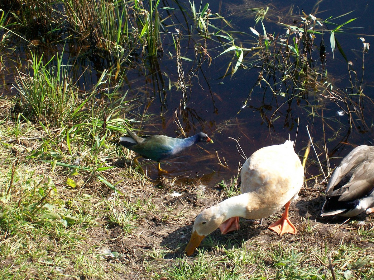 Purple Gallinule - ML37536911