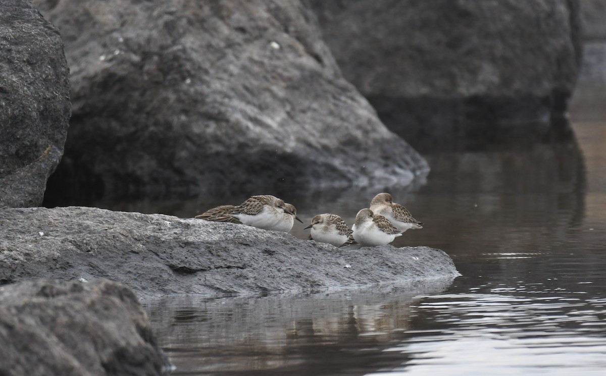 Semipalmated Sandpiper - ML375369751