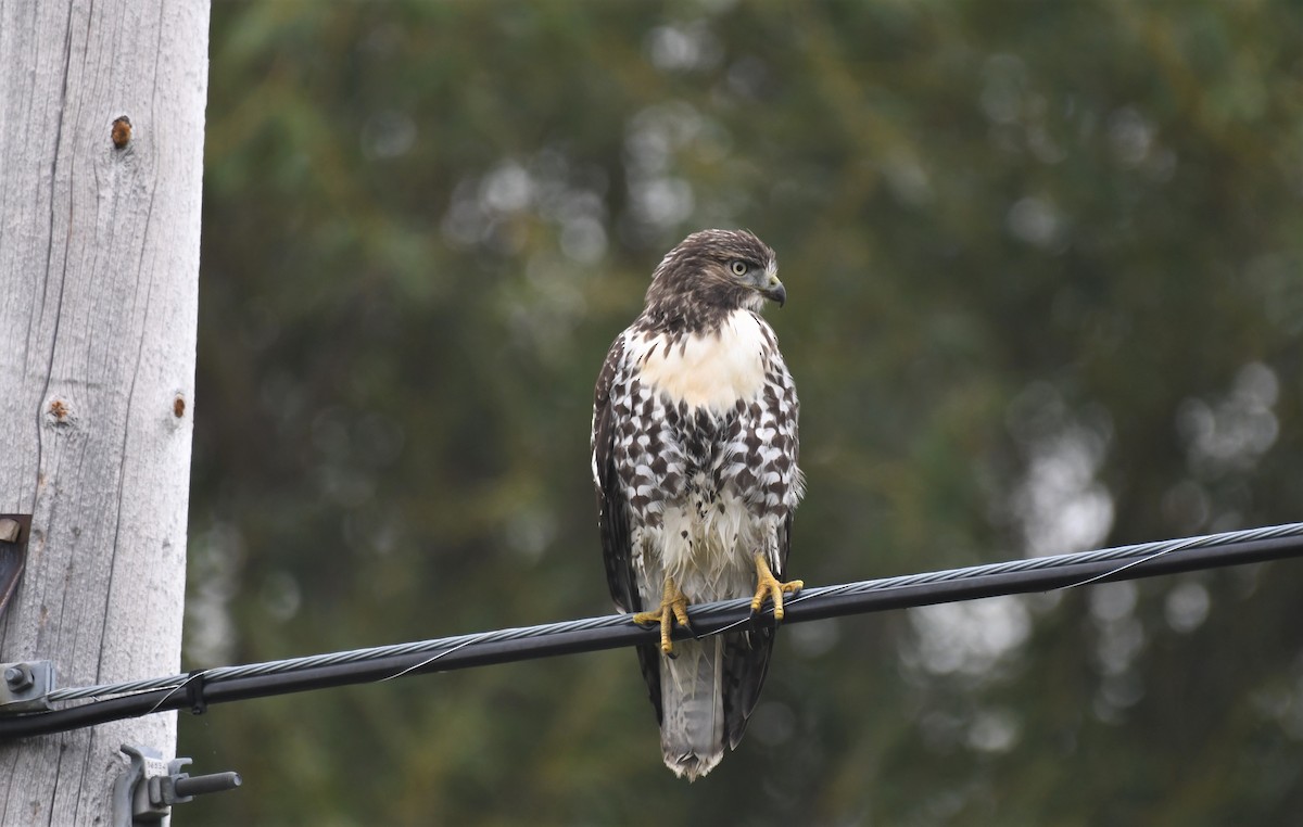 Red-tailed Hawk - ML375370391