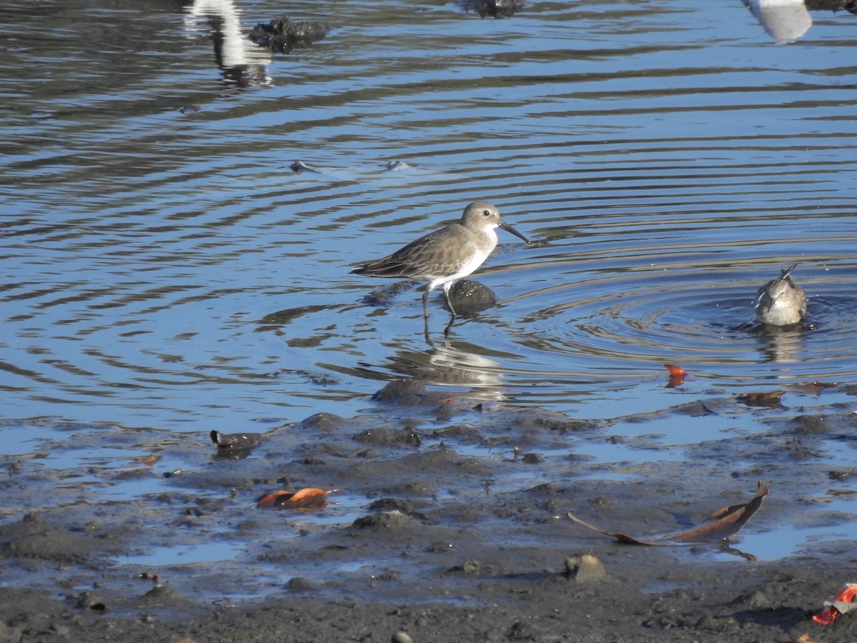 Dunlin - ML375371991