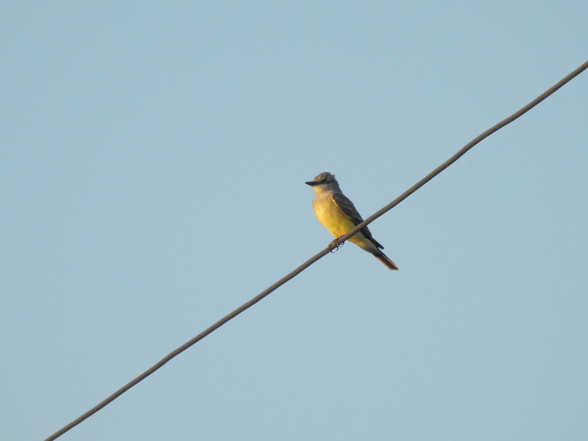 Western Kingbird - ML375372211