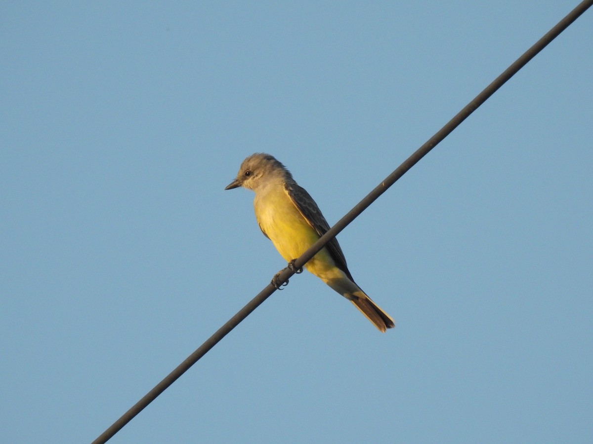 Western Kingbird - ML375372221