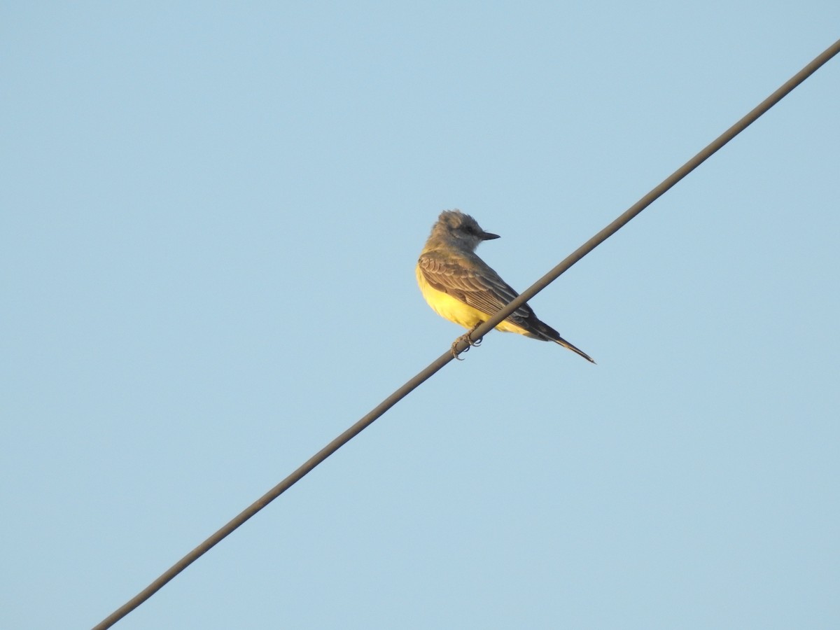 Western Kingbird - ML375372231