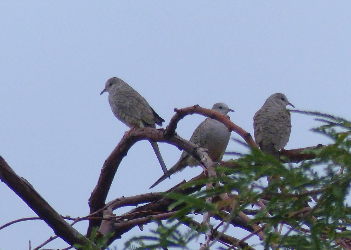 Горличка-інка мексиканська - ML37537231