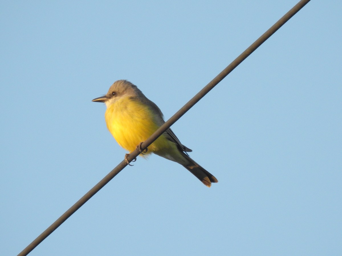 Tropical Kingbird - ML375372551