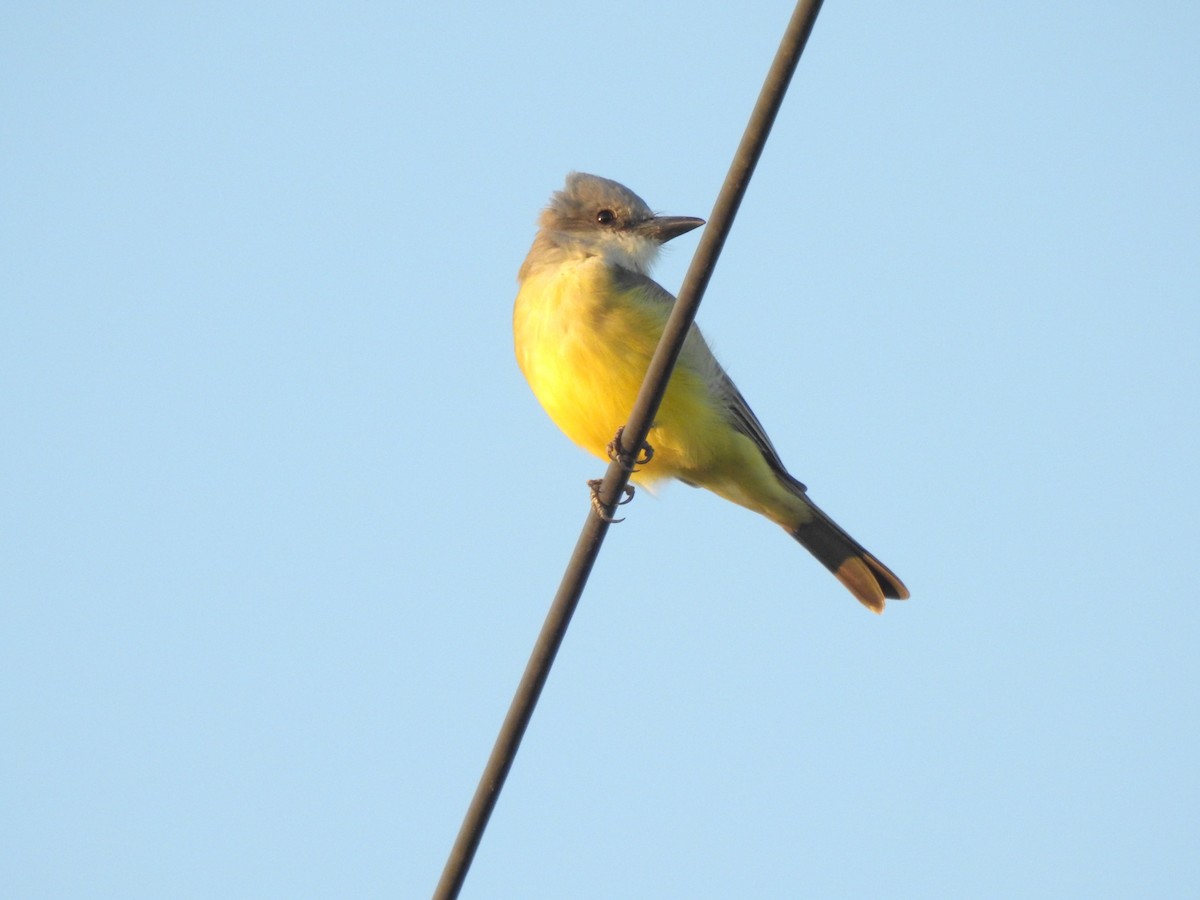 Tropical Kingbird - ML375372651
