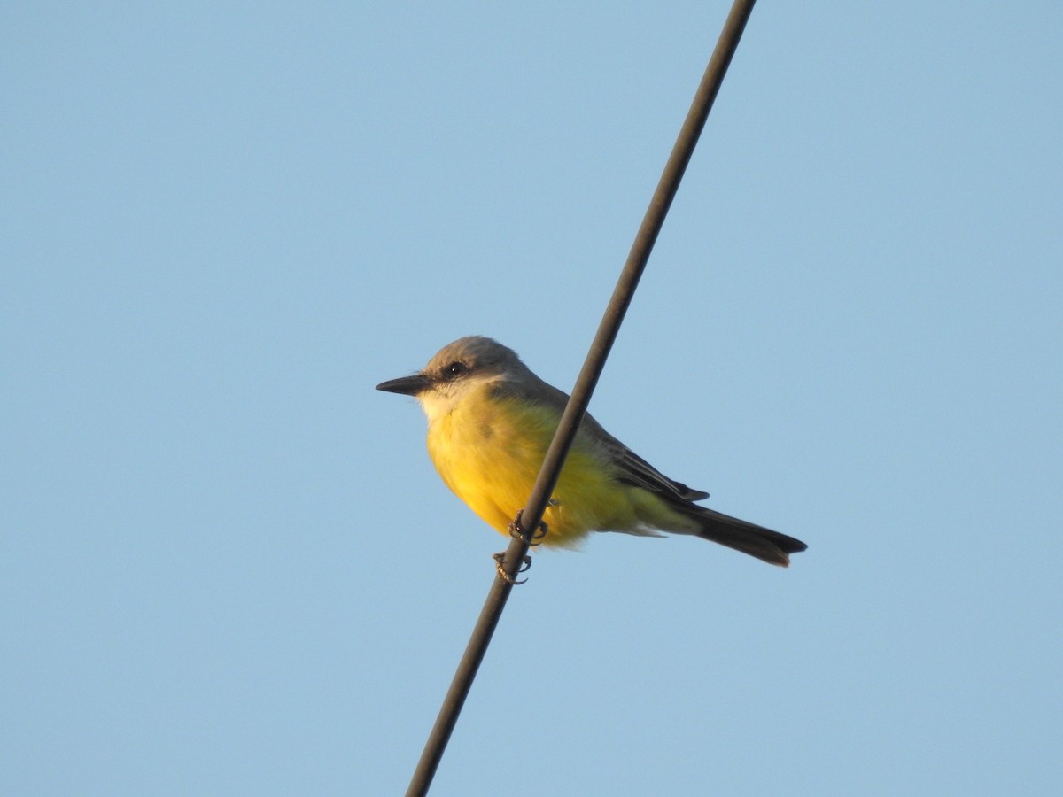 Tropical Kingbird - ML375372681