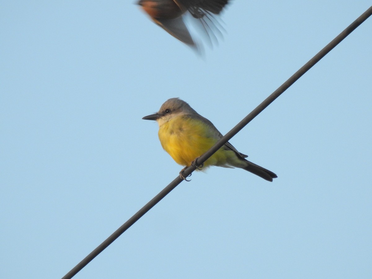 Tropical Kingbird - ML375372691