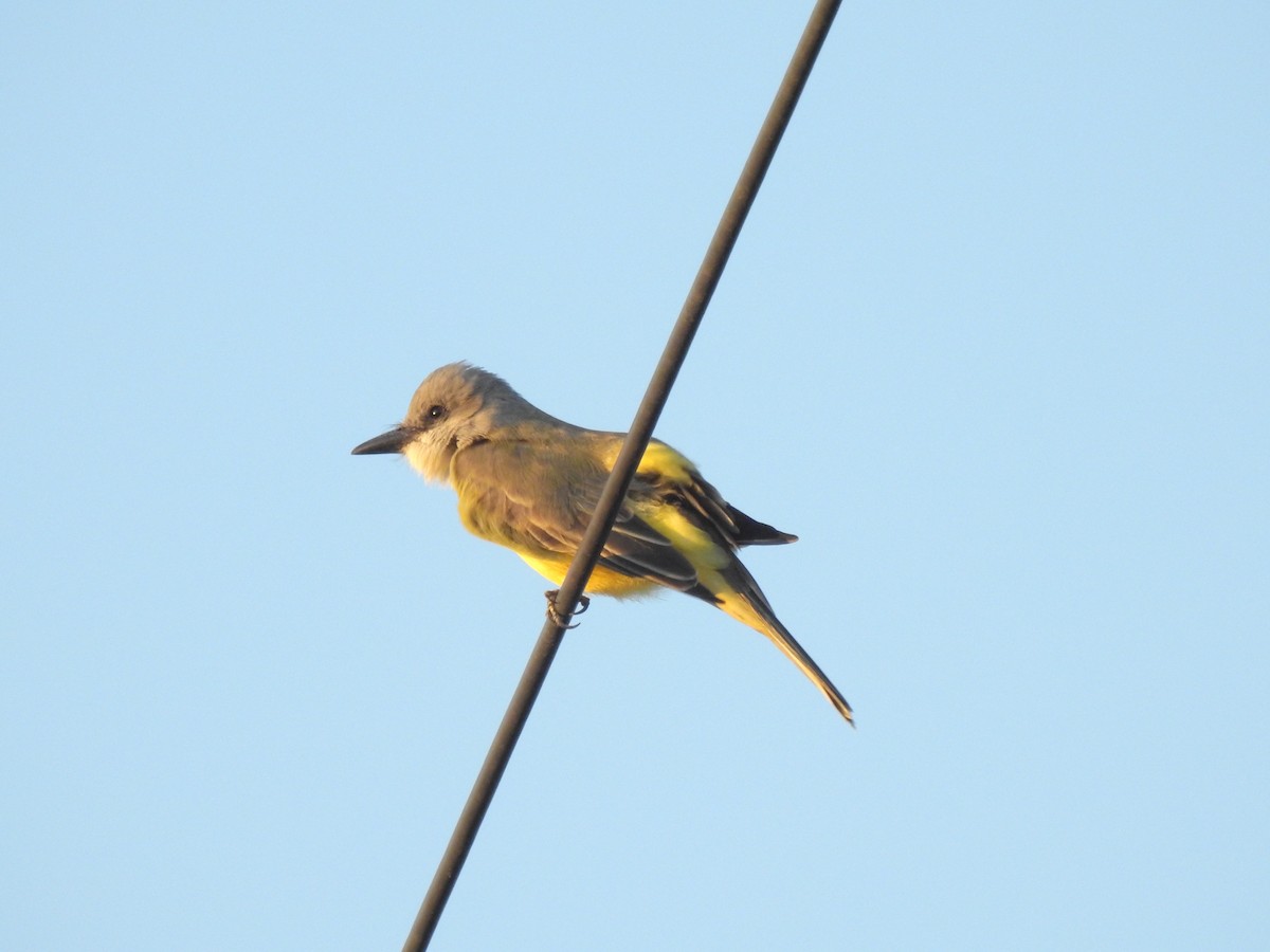 Tropical Kingbird - ML375372731