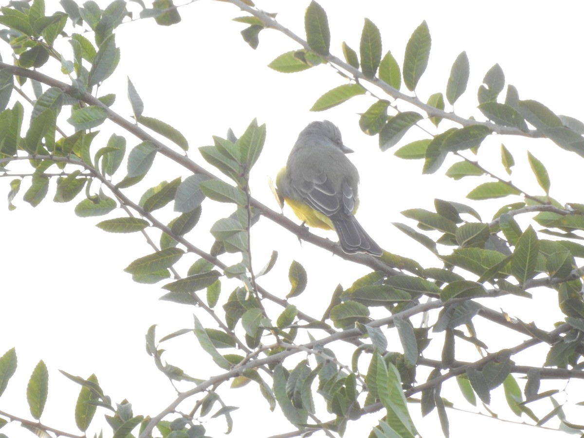 Tropical Kingbird - ML375372761