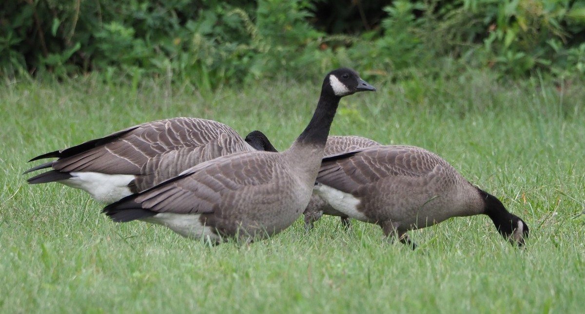 Cackling Goose - ML375373731