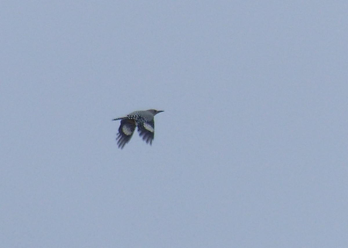 Гіла каліфорнійська - ML37537471