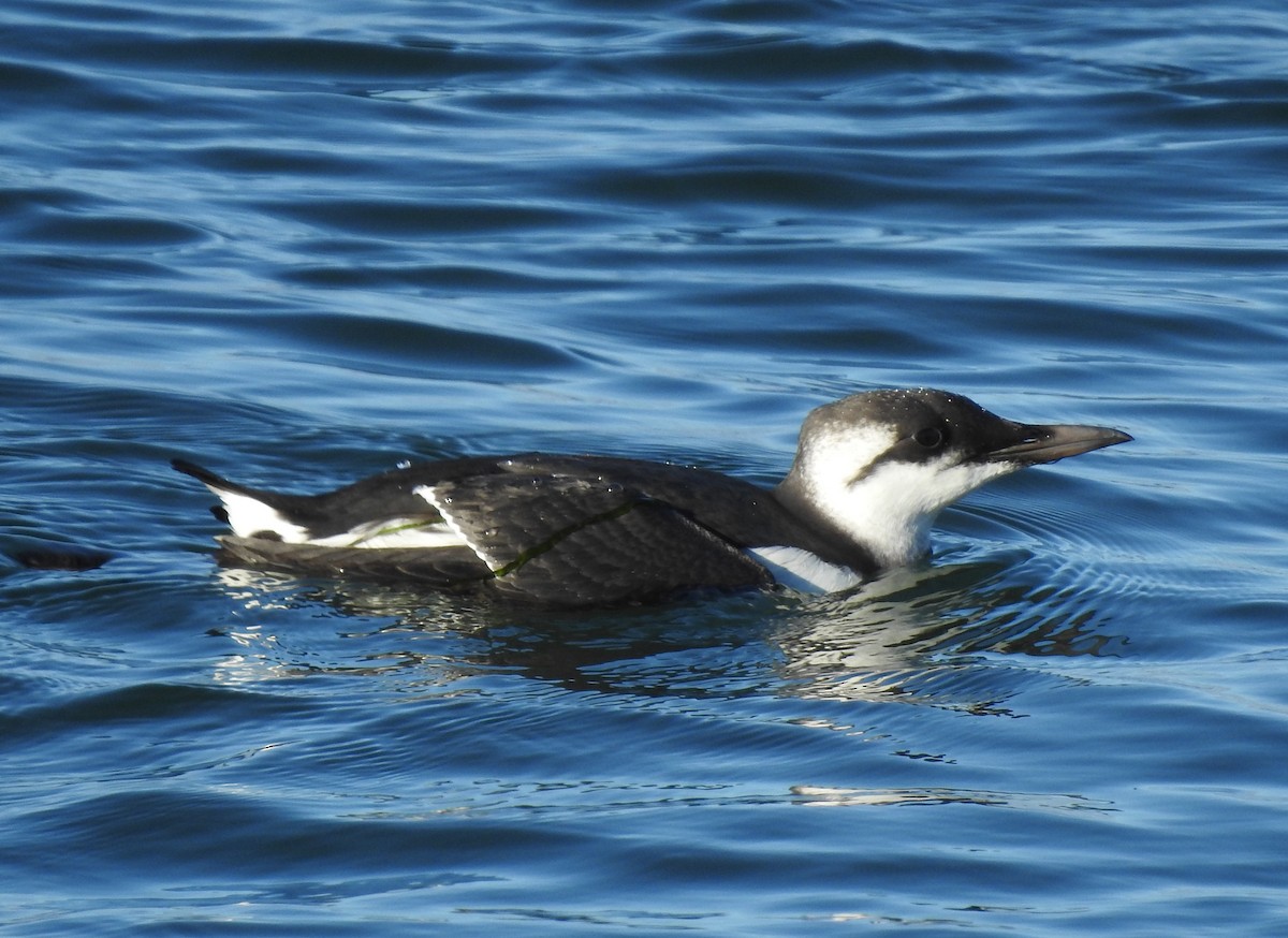 Common Murre - ML375374731