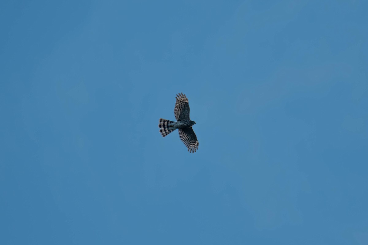 Sharp-shinned Hawk - ML375377821