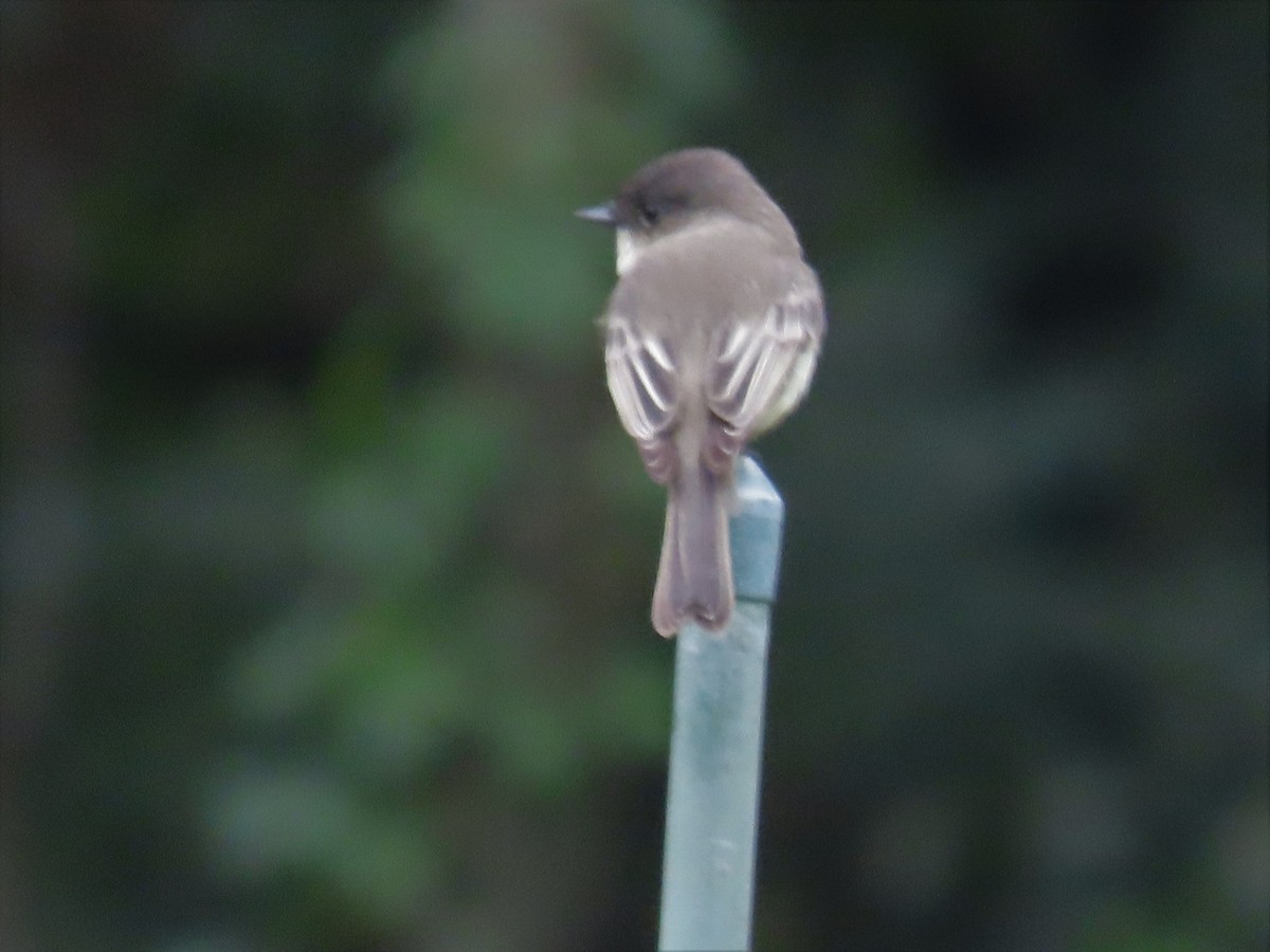 Eastern Phoebe - ML375378551