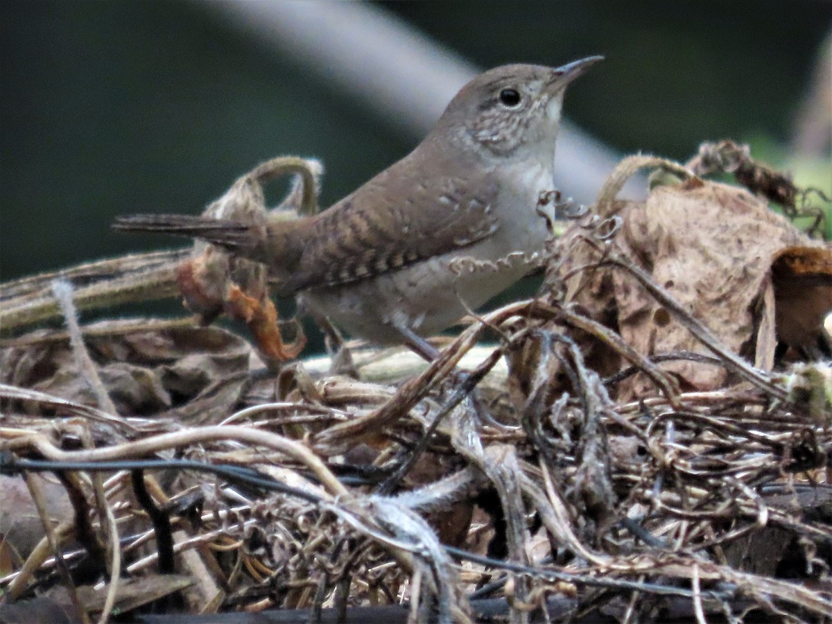 Northern House Wren - ML375378591