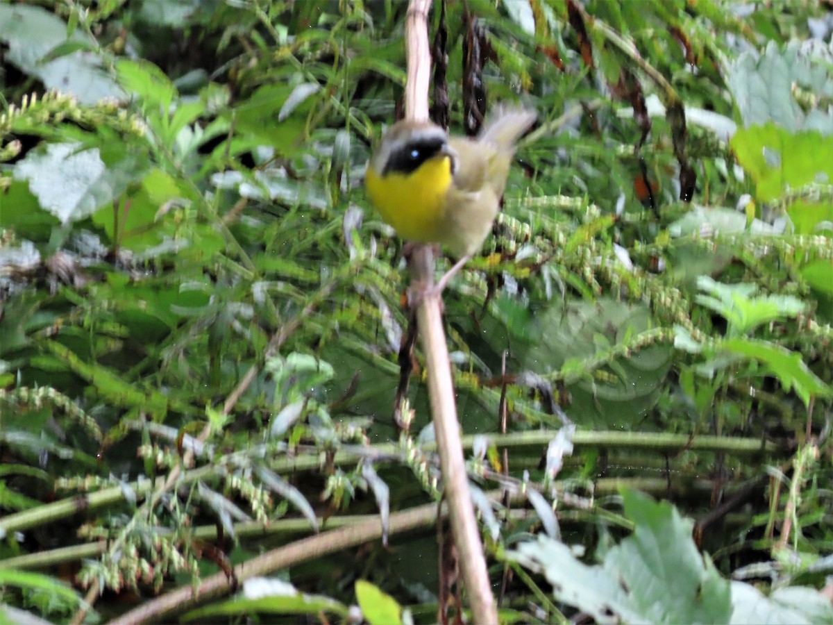 Common Yellowthroat - ML375378601