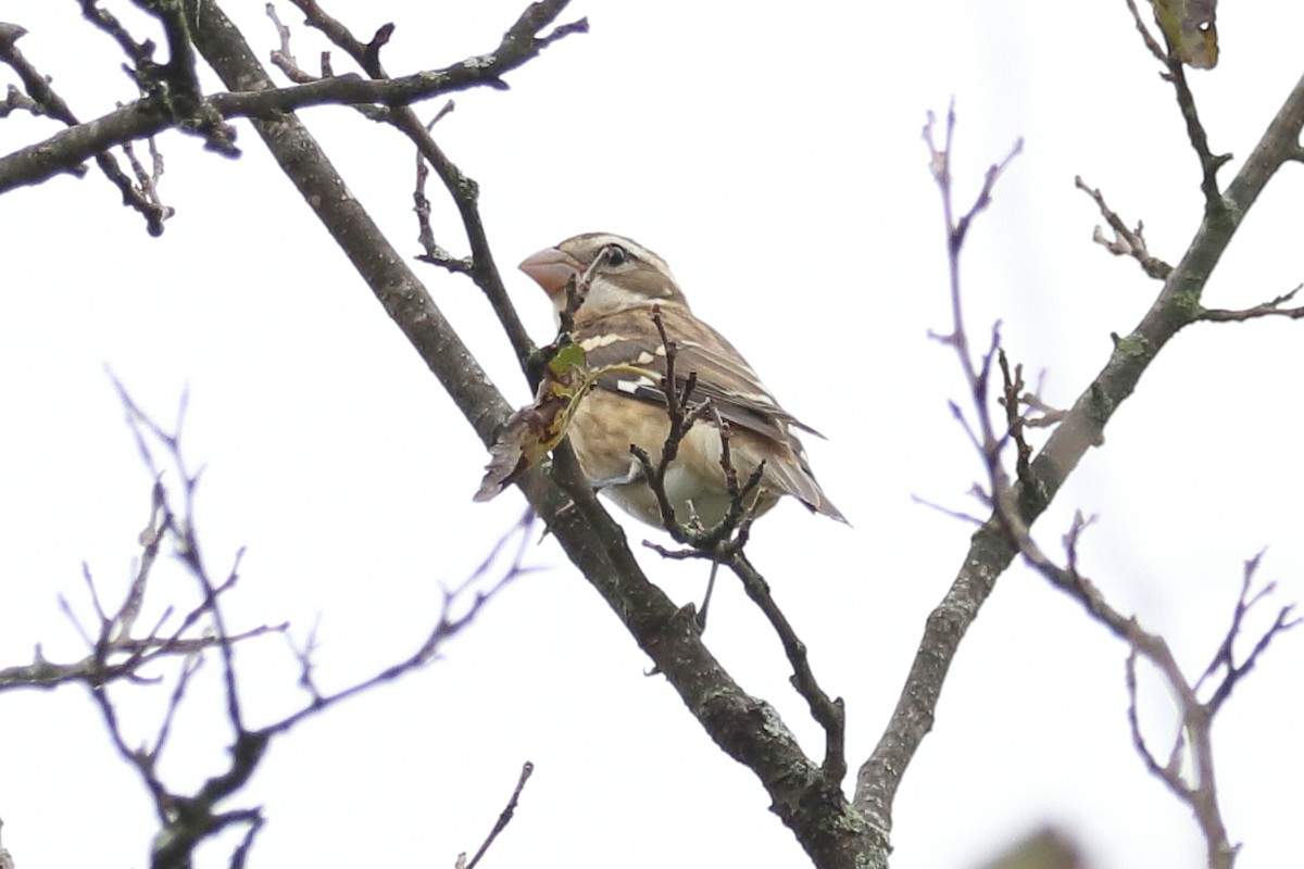 Rose-breasted Grosbeak - Mark Ross