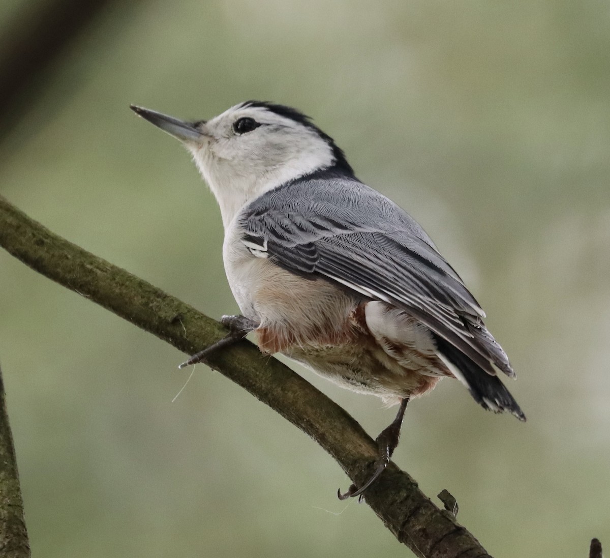 White-breasted Nuthatch - ML375379331