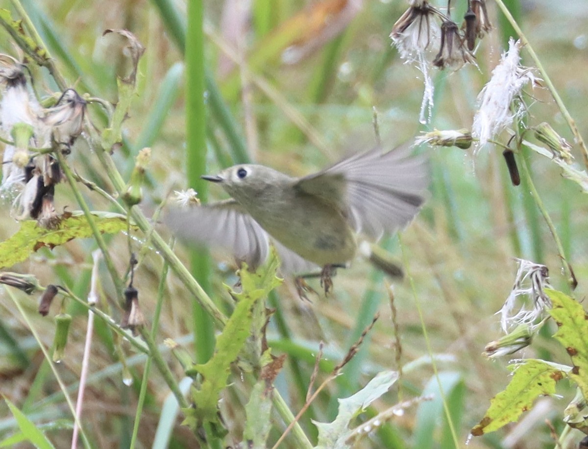 Ruby-crowned Kinglet - Mark Ross