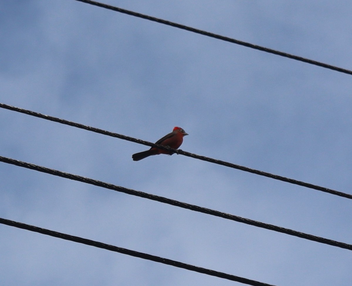 Araguira rougeâtre - ML375379871