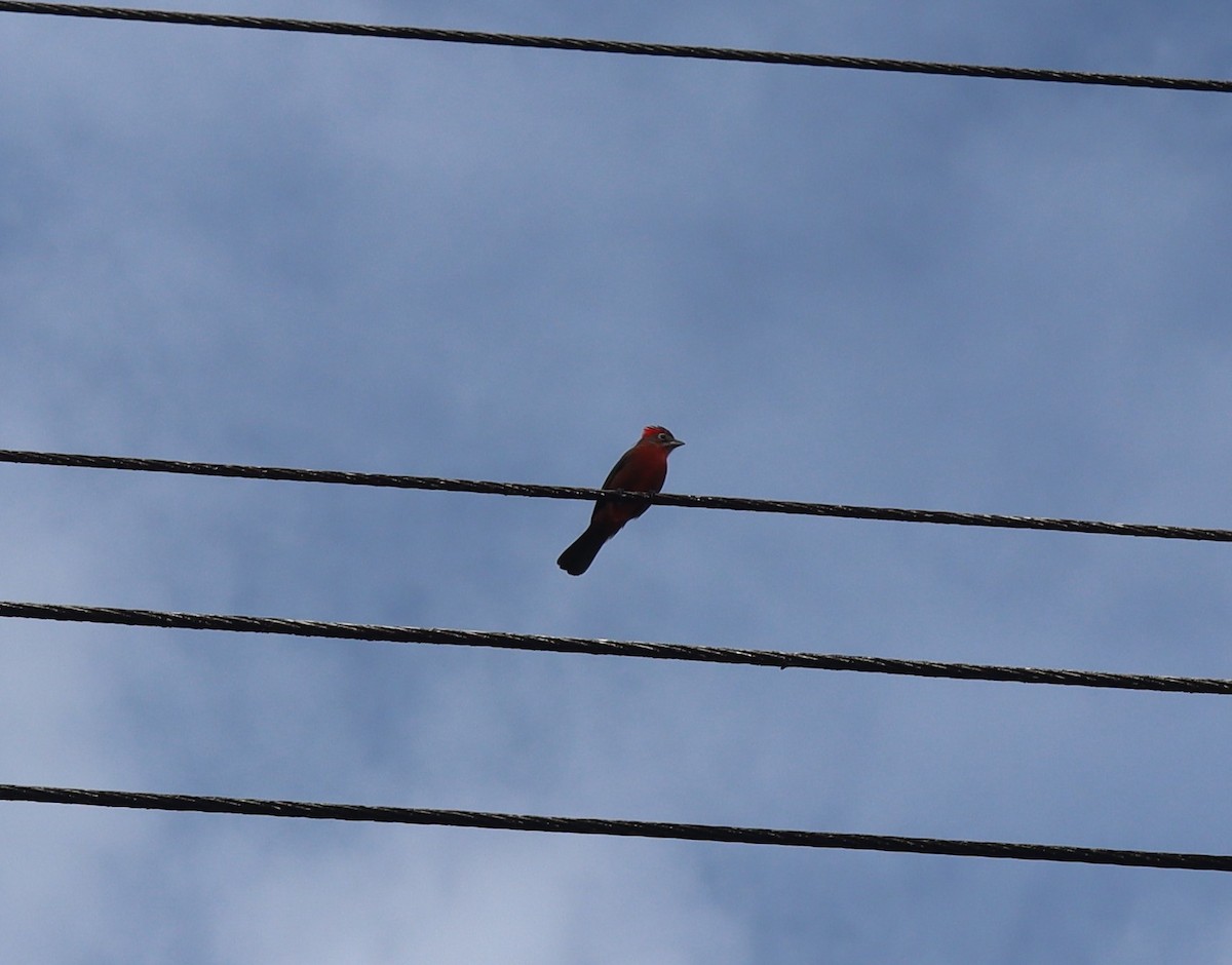 Araguira rougeâtre - ML375379881