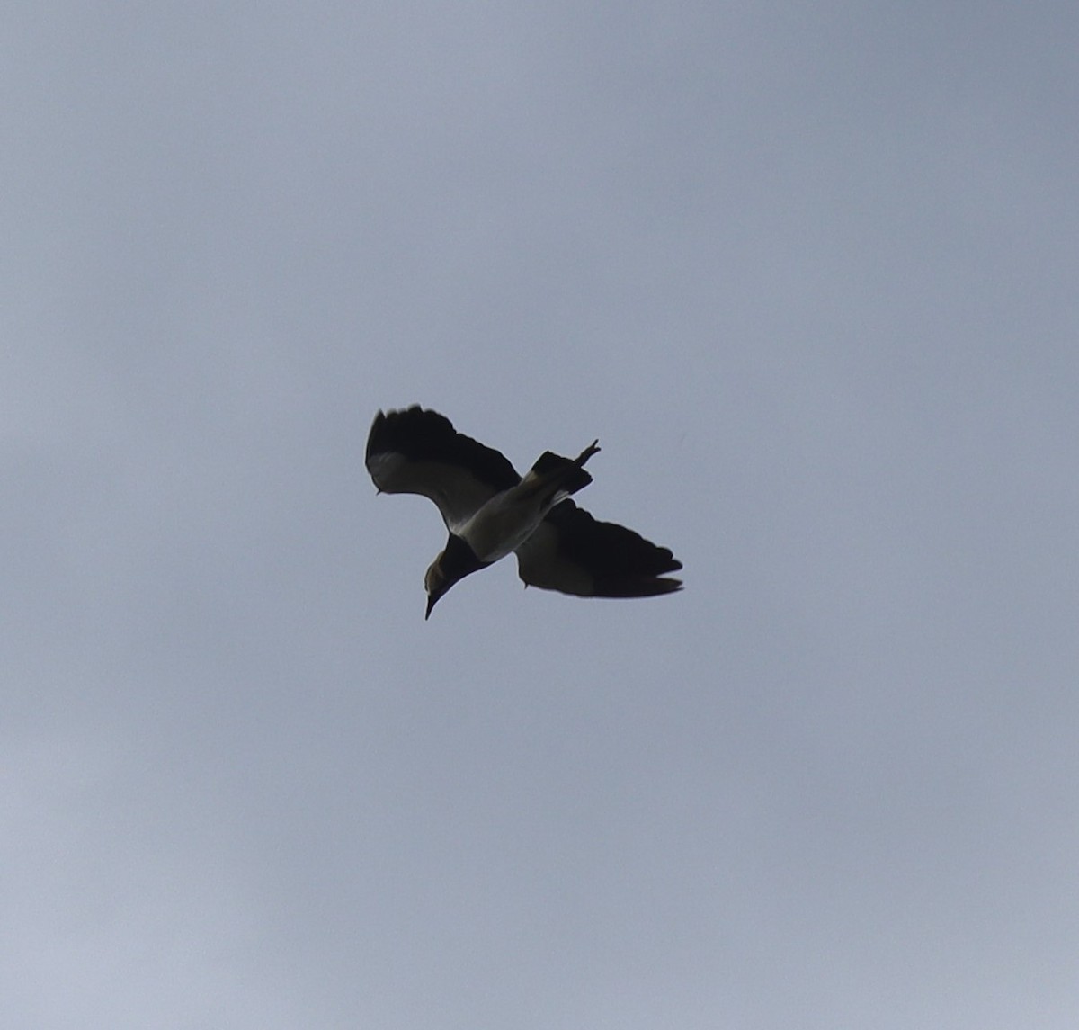 Vanneau téro - ML375379991