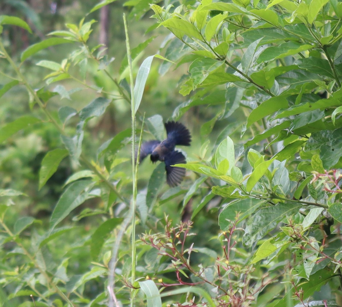 Jacarini noir - ML375380071