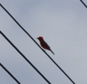 Moucherolle vermillon - ML375380261