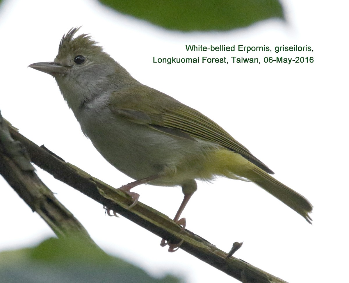 White-bellied Erpornis - ML37538141