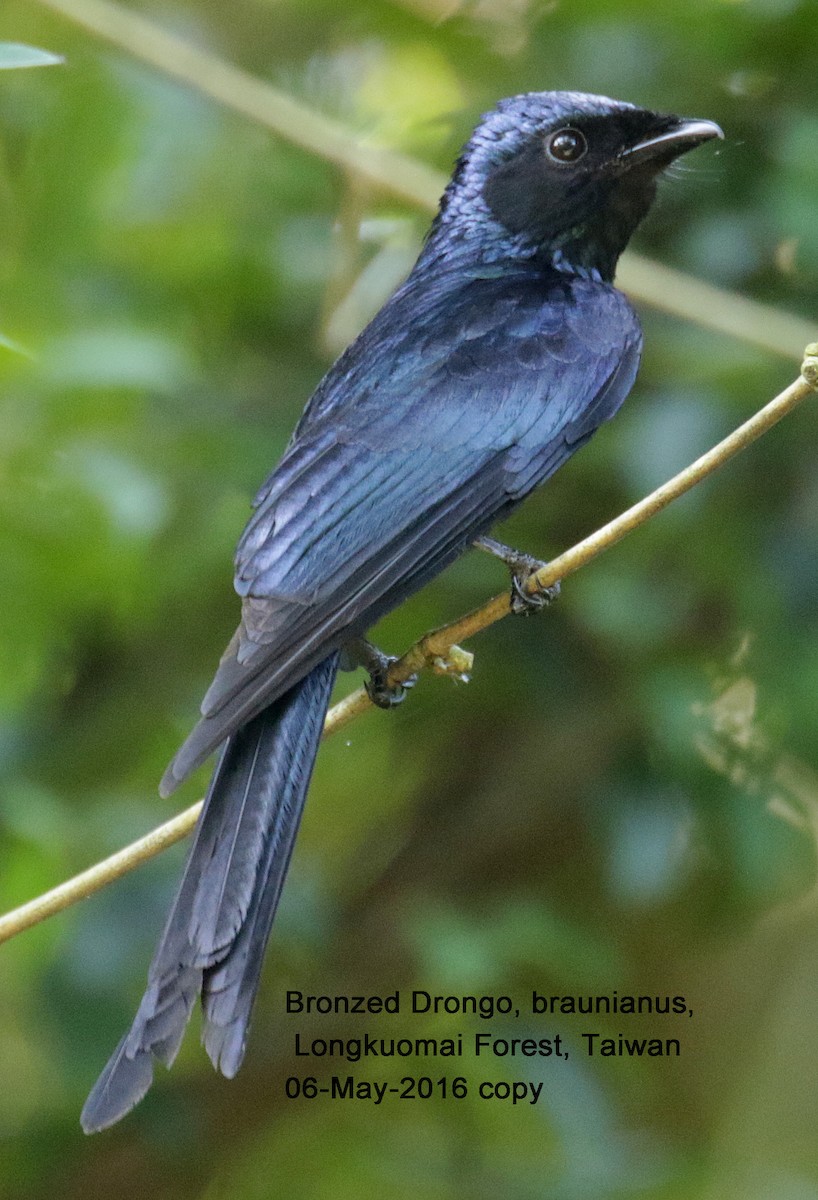 Bronzed Drongo - ML37538161