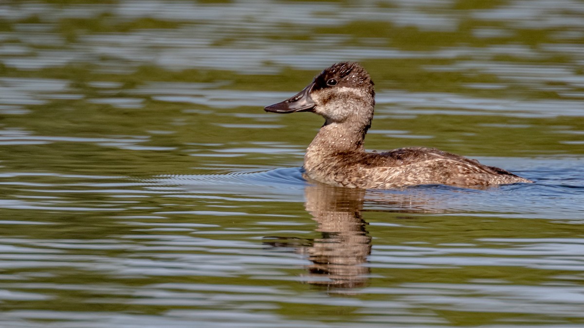 Ruddy Duck - Alan Wells
