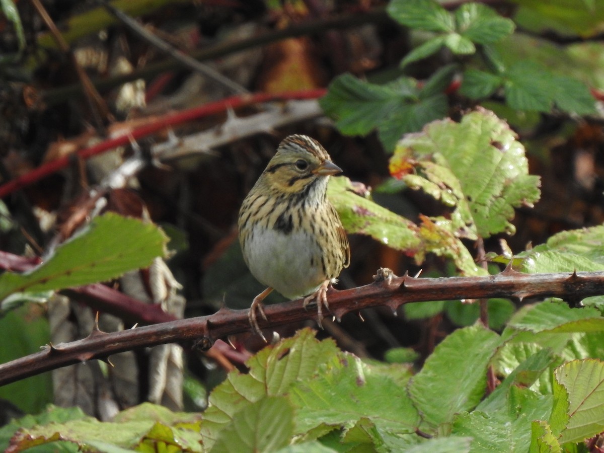 Lincoln's Sparrow - ML375383091