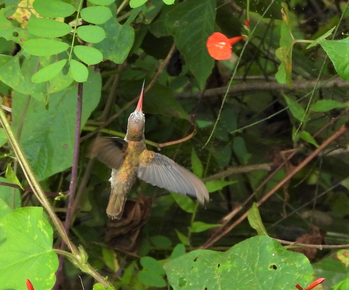kolibřík temnobřichý - ML375385191