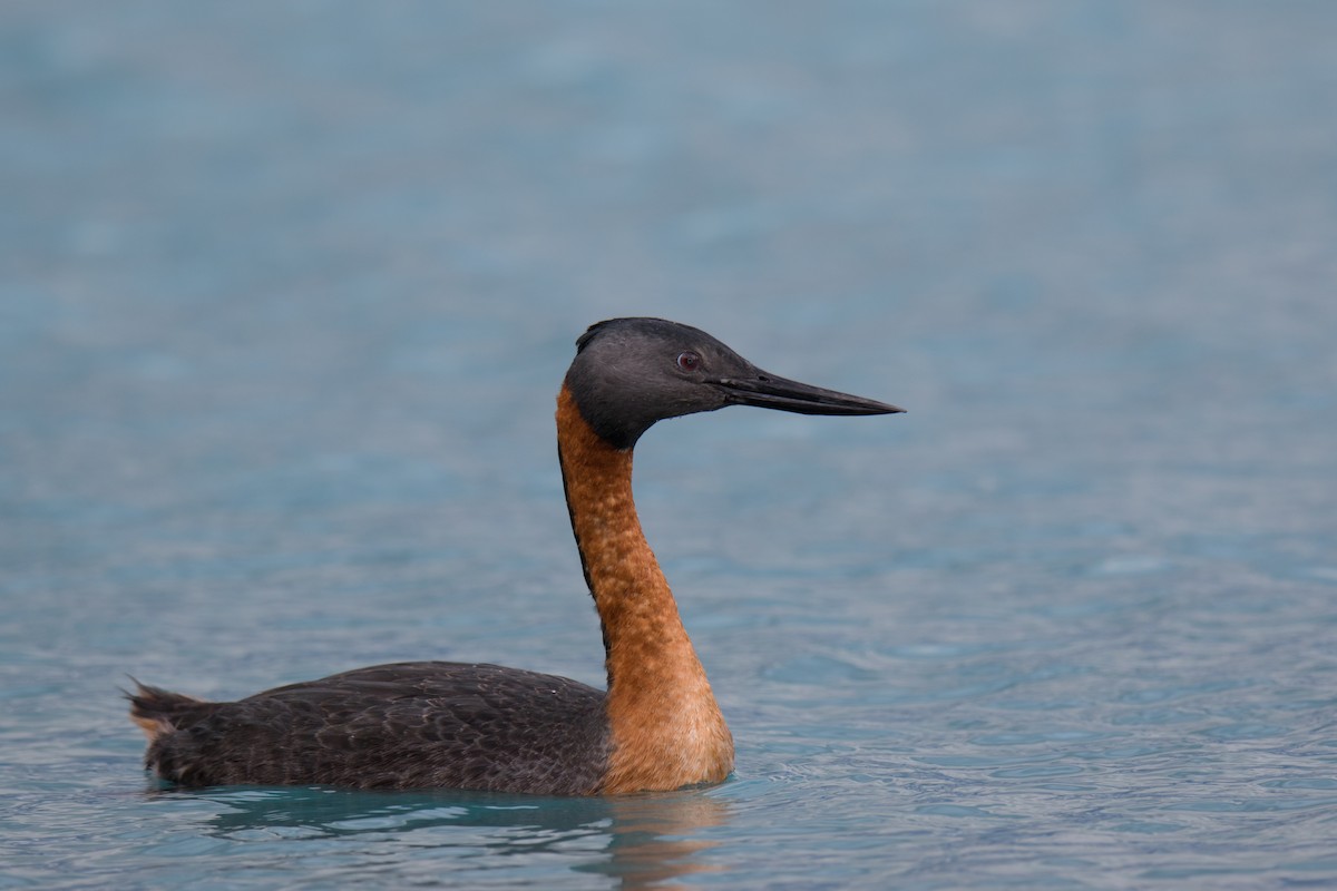 Great Grebe - ML375386741