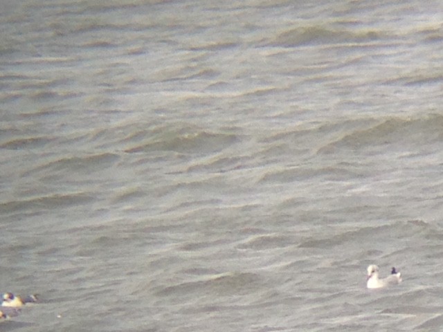 Black-headed Gull - Tom Ewert