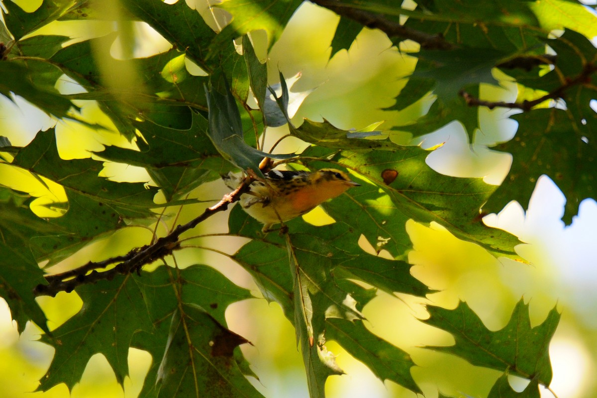 Blackburnian Warbler - Lori  McCollister