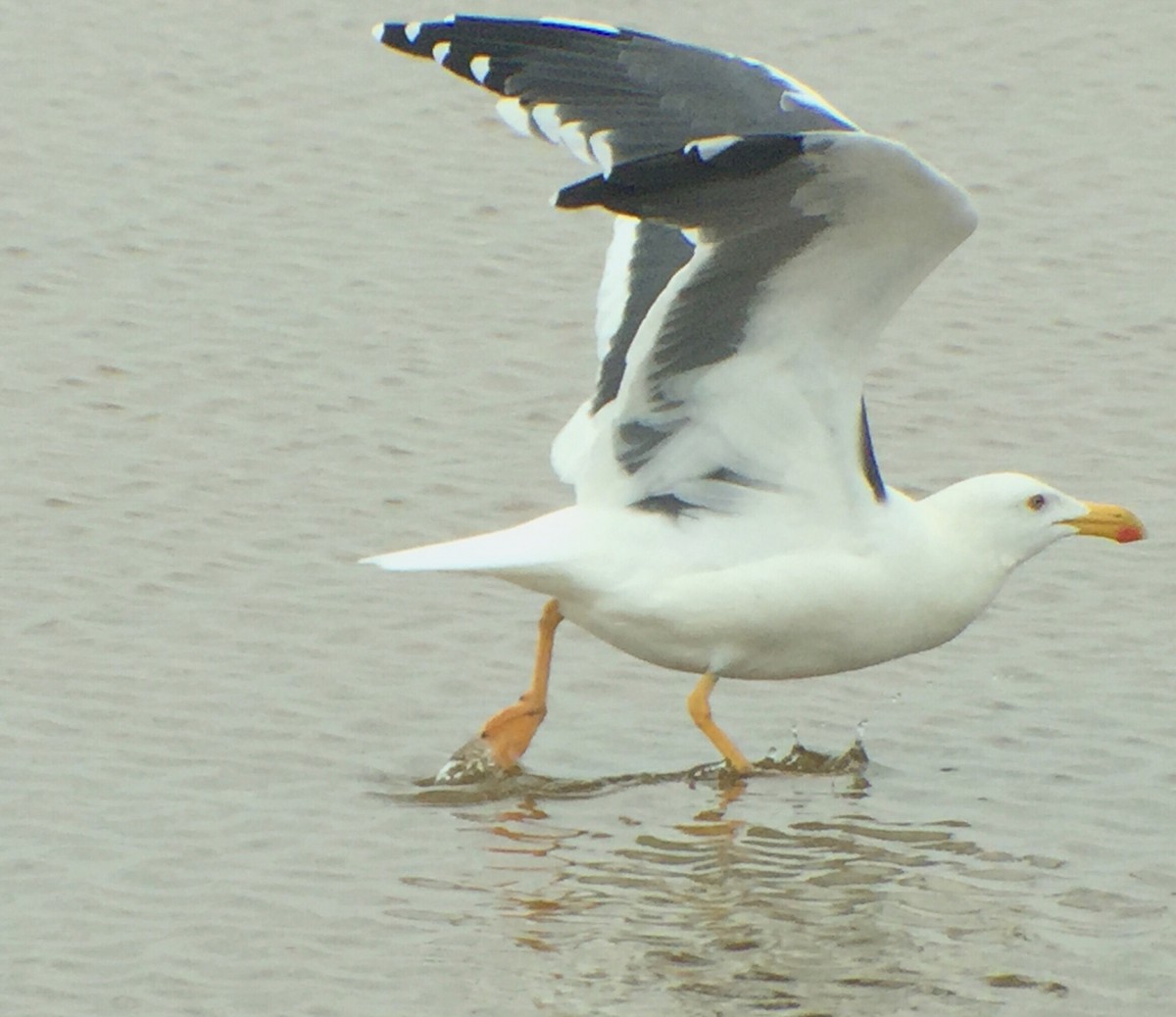 Yellow-footed Gull - Rob Fowler