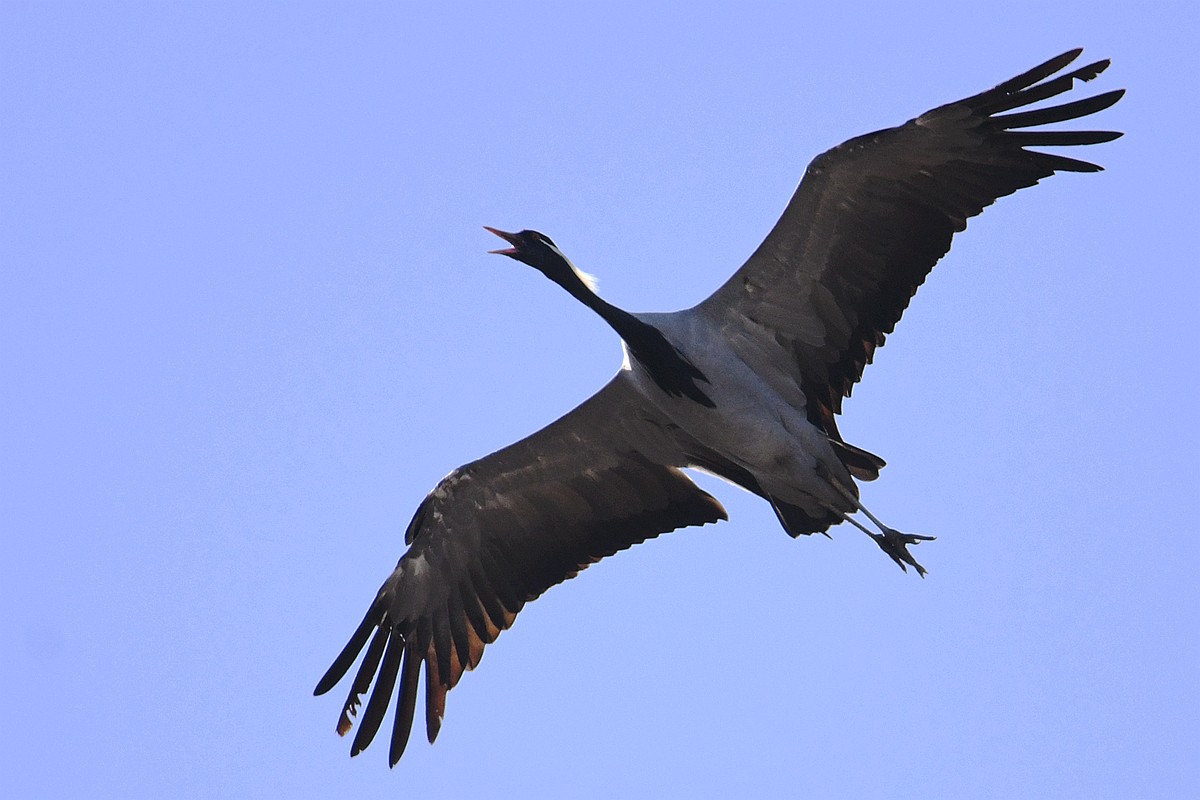 Demoiselle Crane - ML375390461