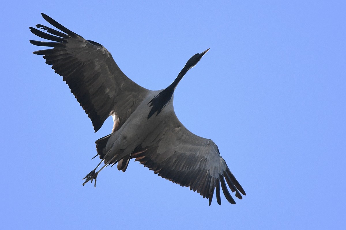 Demoiselle Crane - ML375390511