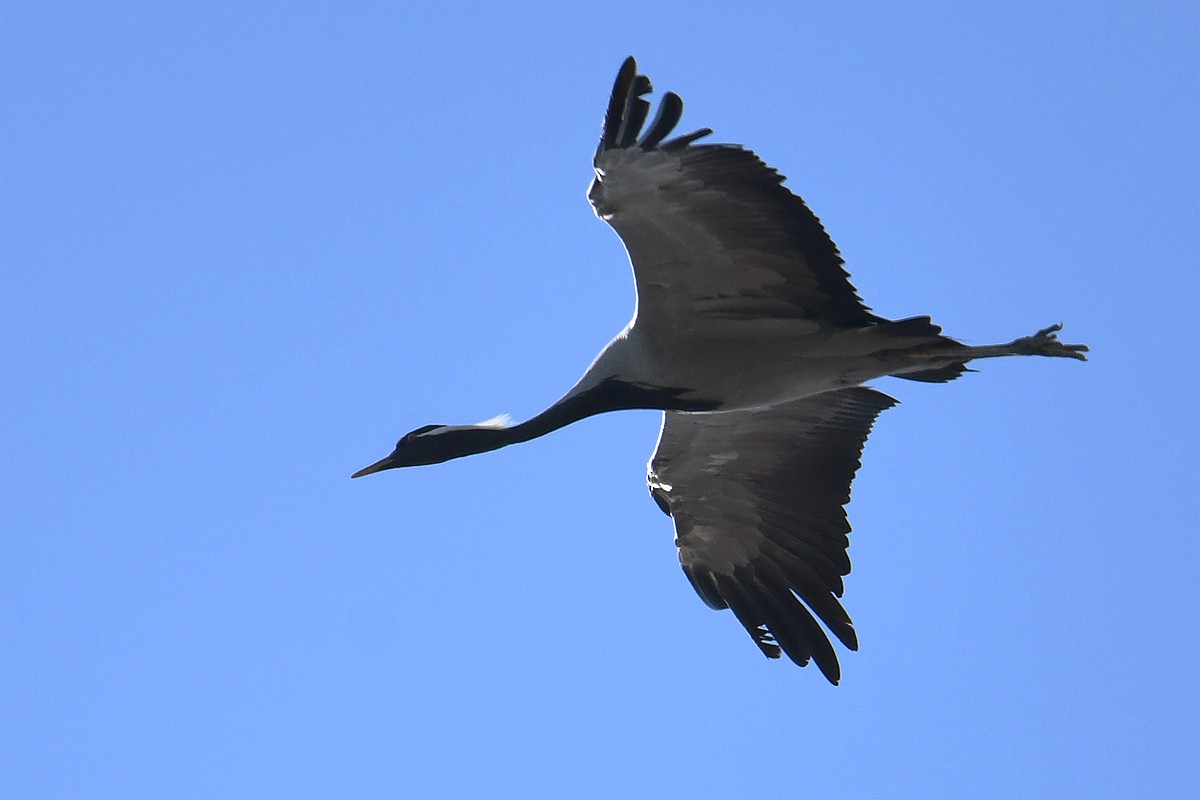 Demoiselle Crane - ML375390551