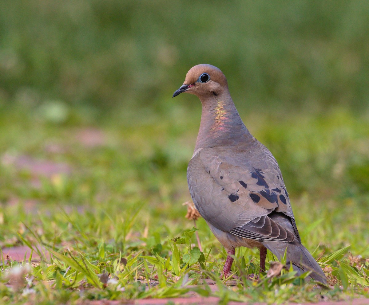 Mourning Dove - Alex Mann