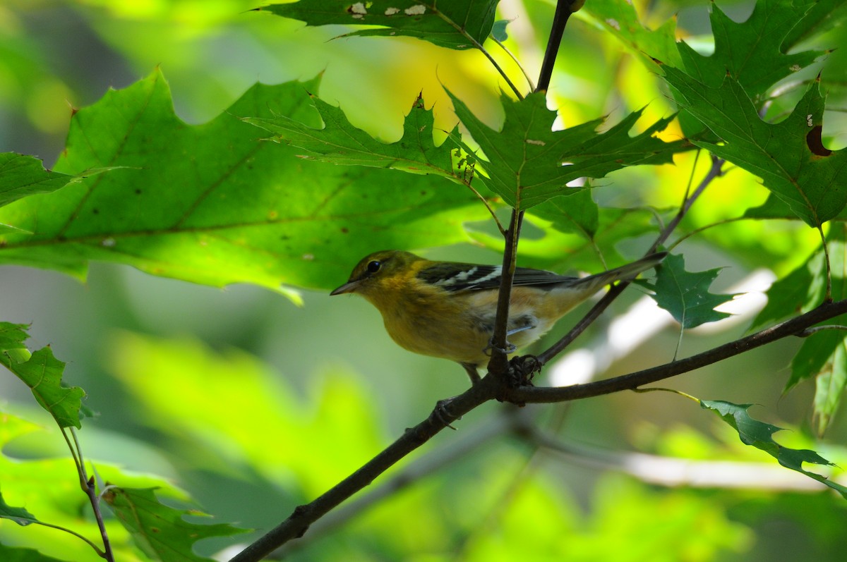 Bay-breasted Warbler - ML375392391