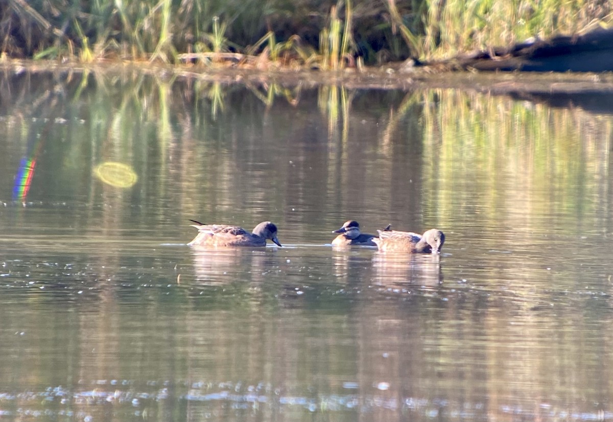 Ruddy Duck - ML375393001