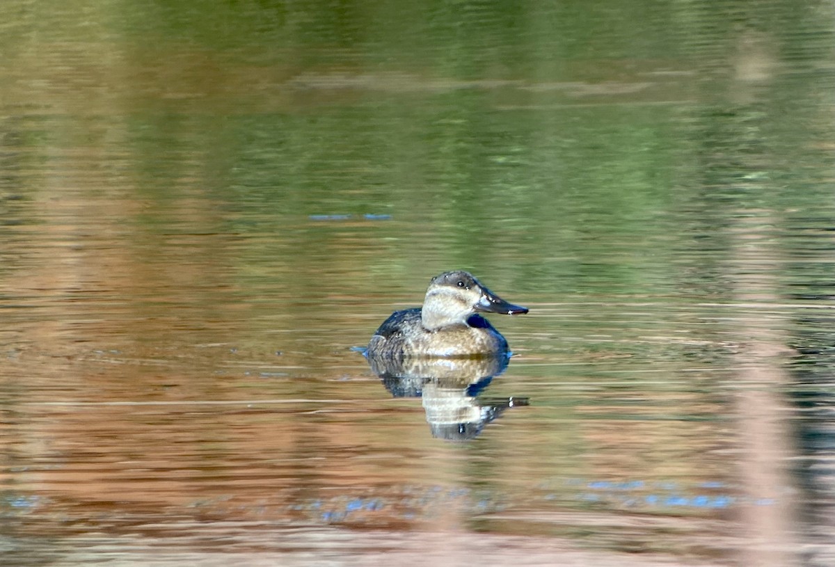 Ruddy Duck - ML375393021