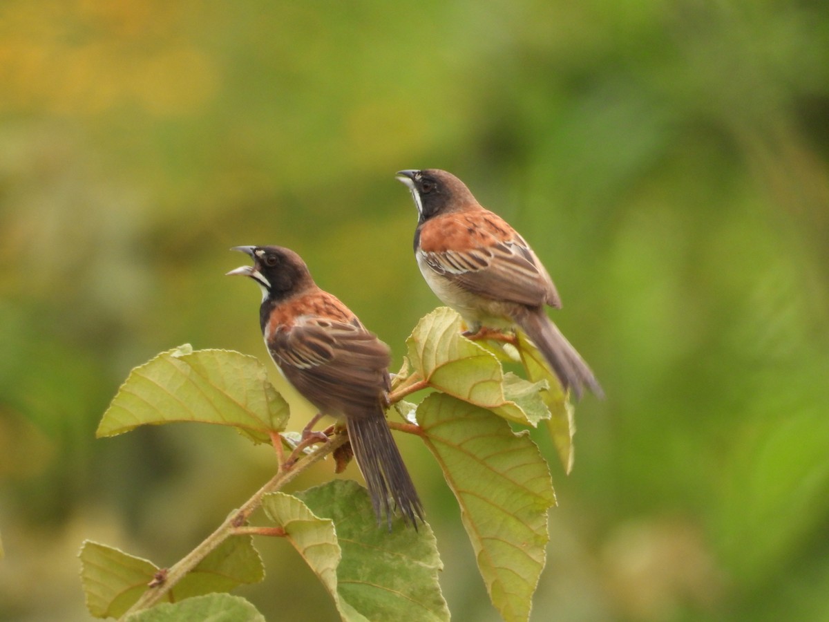 Black-chested Sparrow - ML375393321