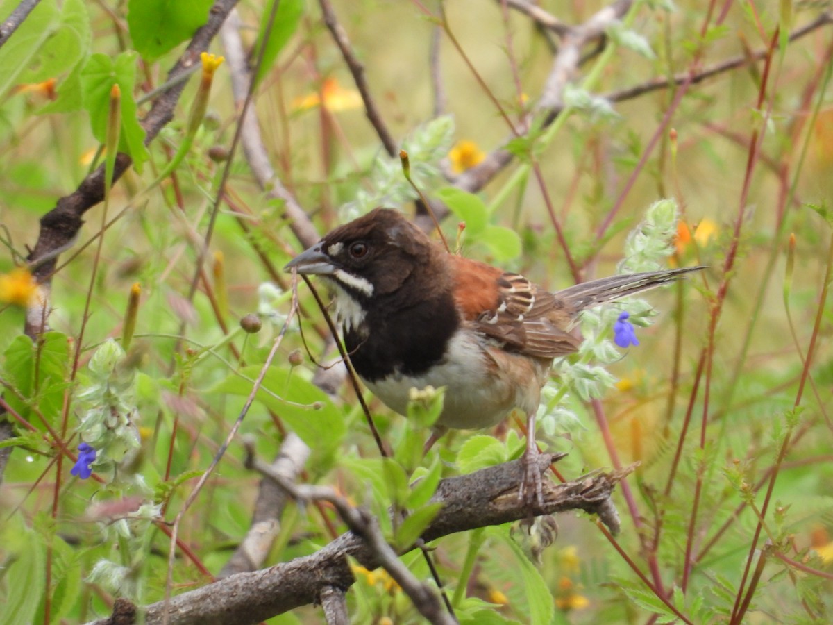 Black-chested Sparrow - ML375393361
